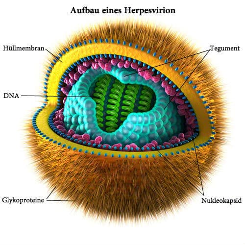 herpes virus