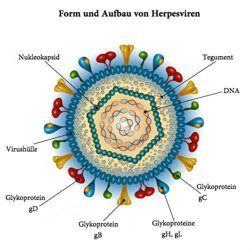 herpesvirus aufbau