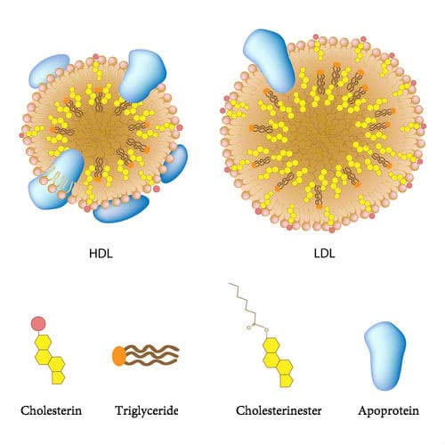 Lipoprotein niederer Dichte