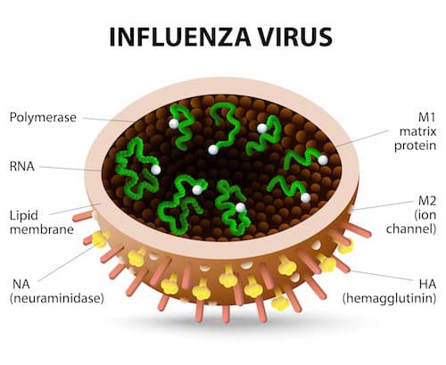 Influenza