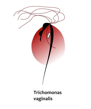 trichomonaden