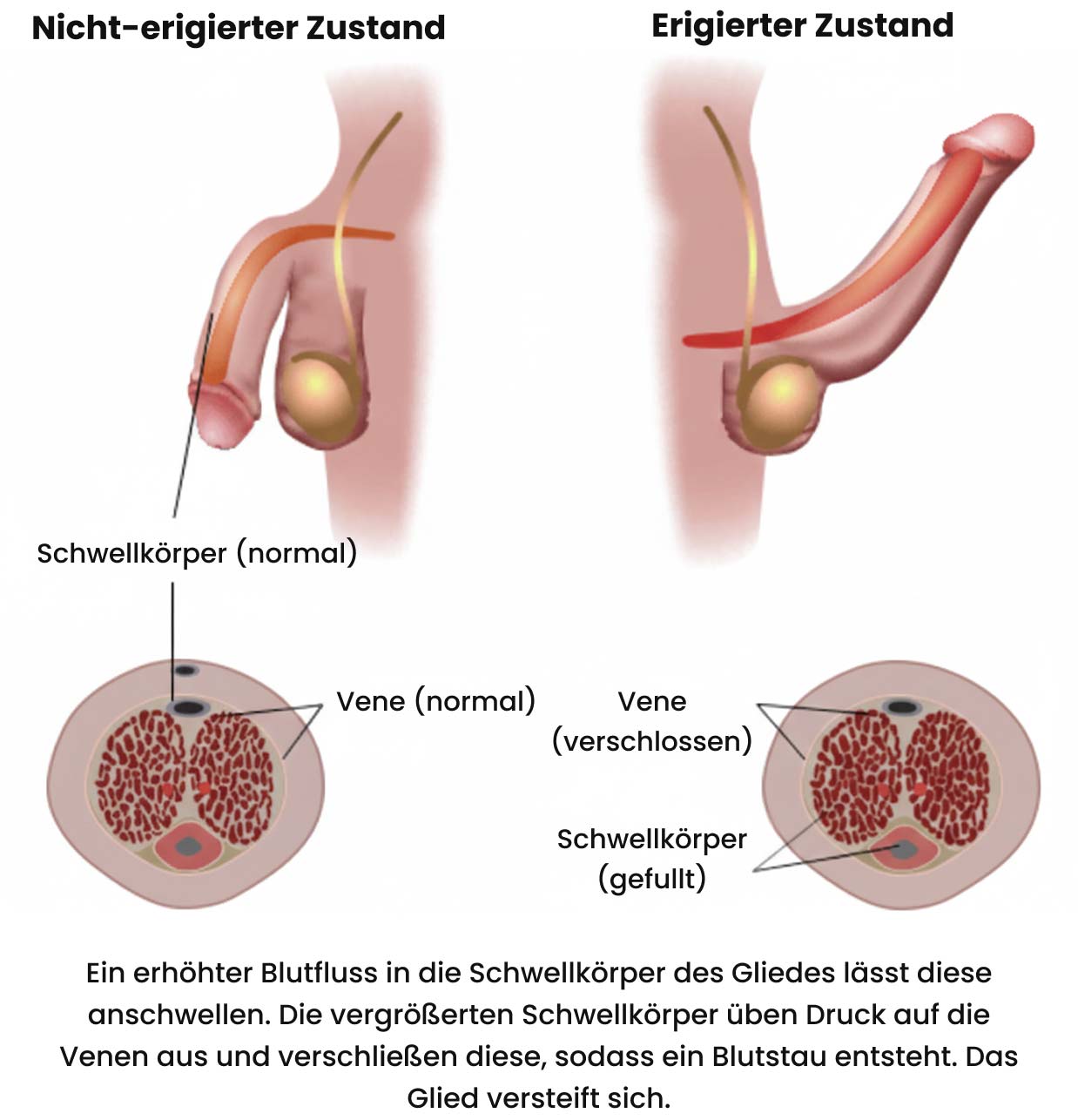 Wie entsteht eine Erektion