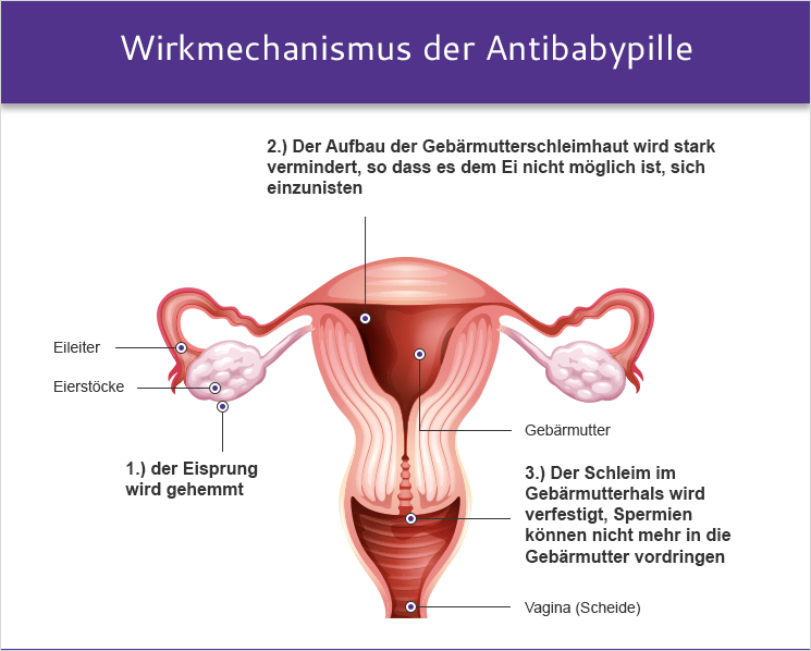 Wirkmechanismus von Antibabypille