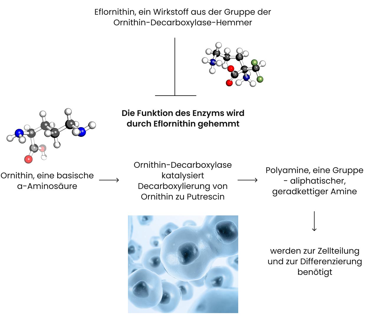 Wirkmechanismus von Eflornithin (Vaniqa)