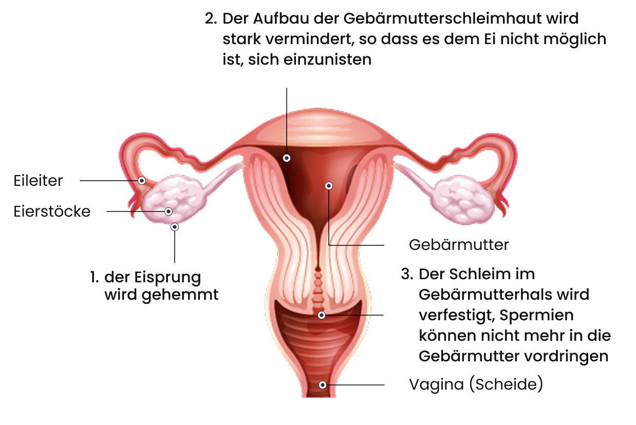 Funktion der Minipille