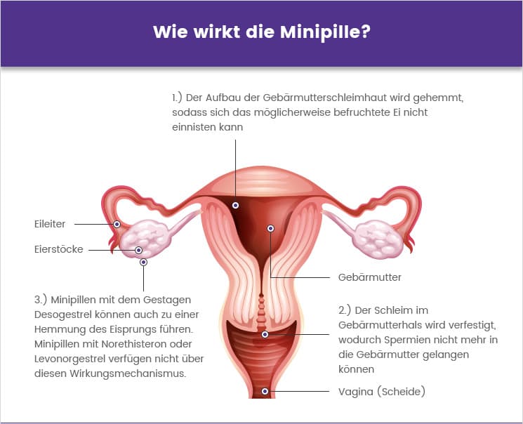 Funktion der Minipille