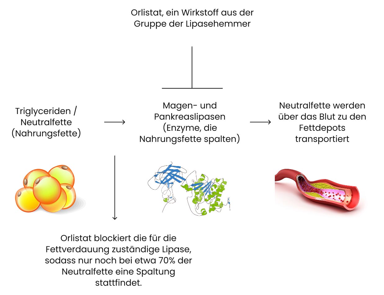 Wirkmechanismus von Orlistat (Xenical)