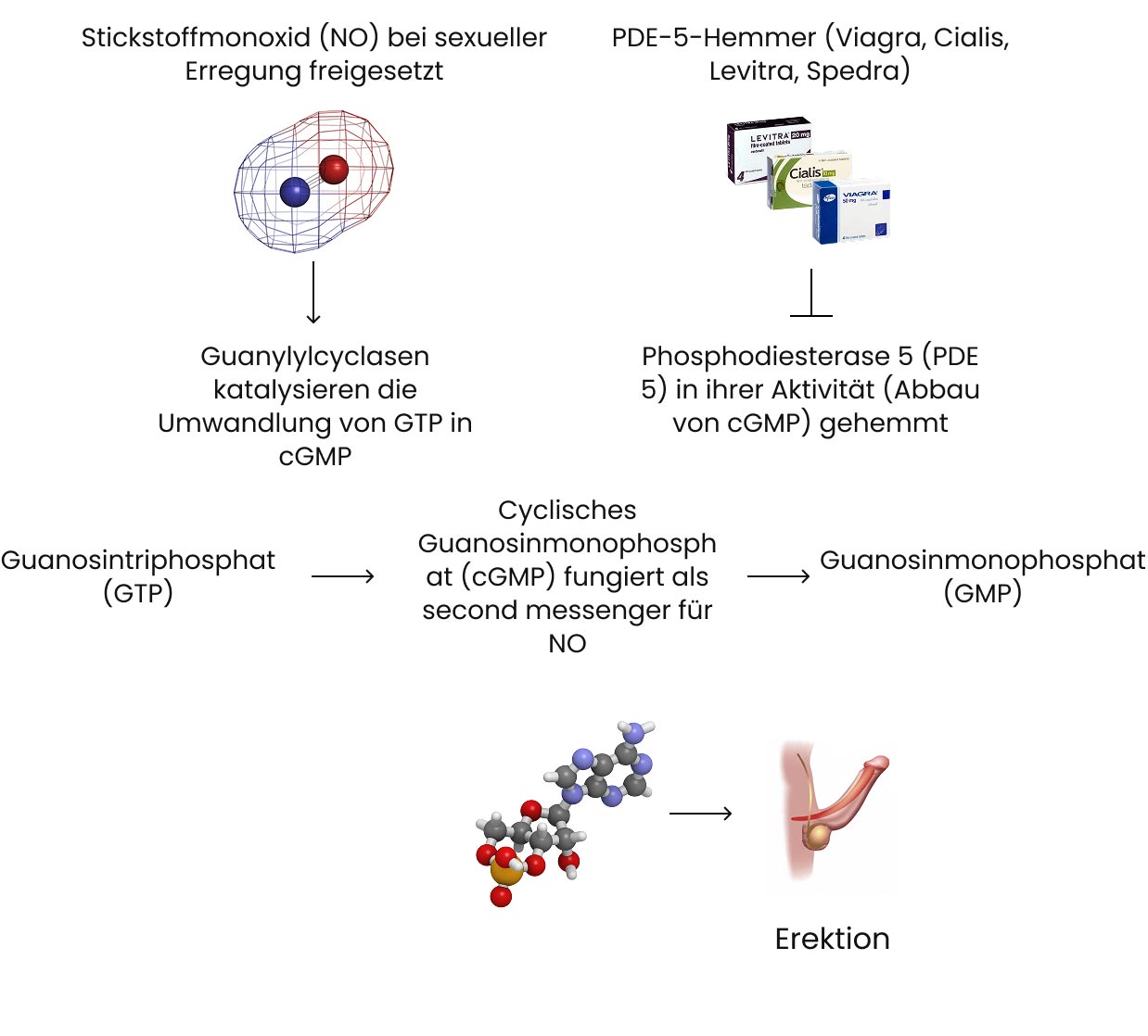 Wirkmechanismus der PDE-5-Hemmer