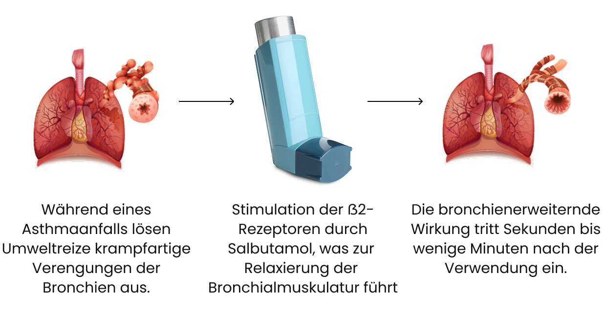 Wirkmechanismus von Salbutamol (Ventolin)