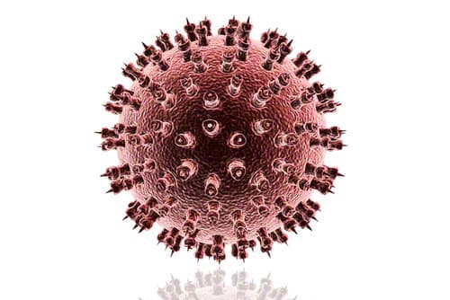 Herpes Virus