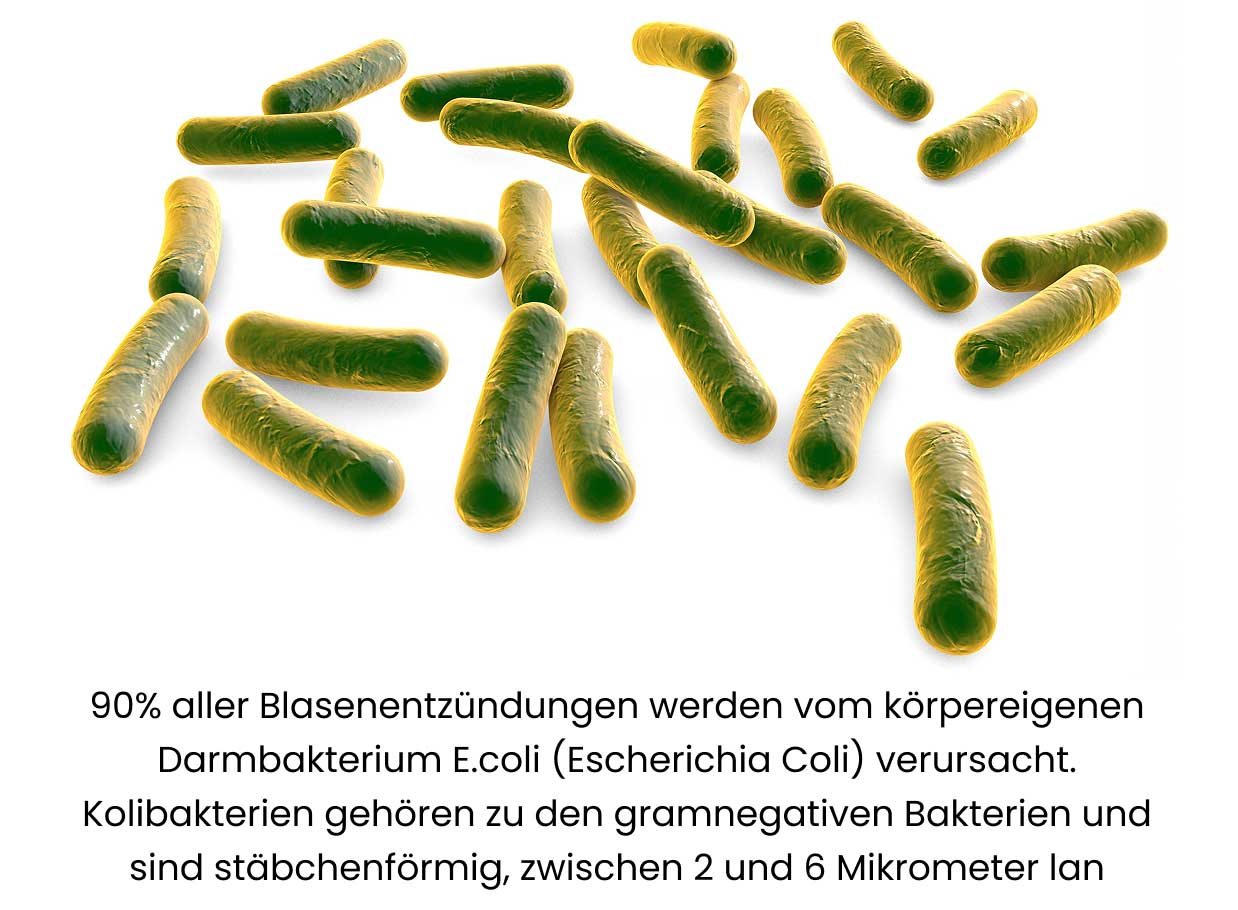 Escherichia coli (E. coli, Kolibakterien)