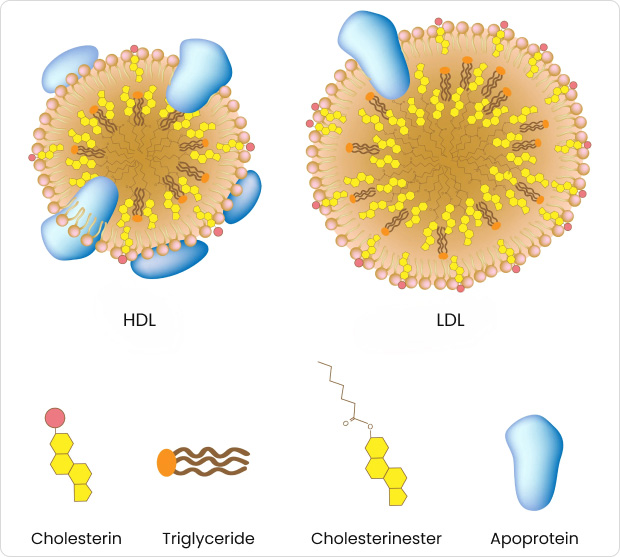Lipoprotein niederer Dichte