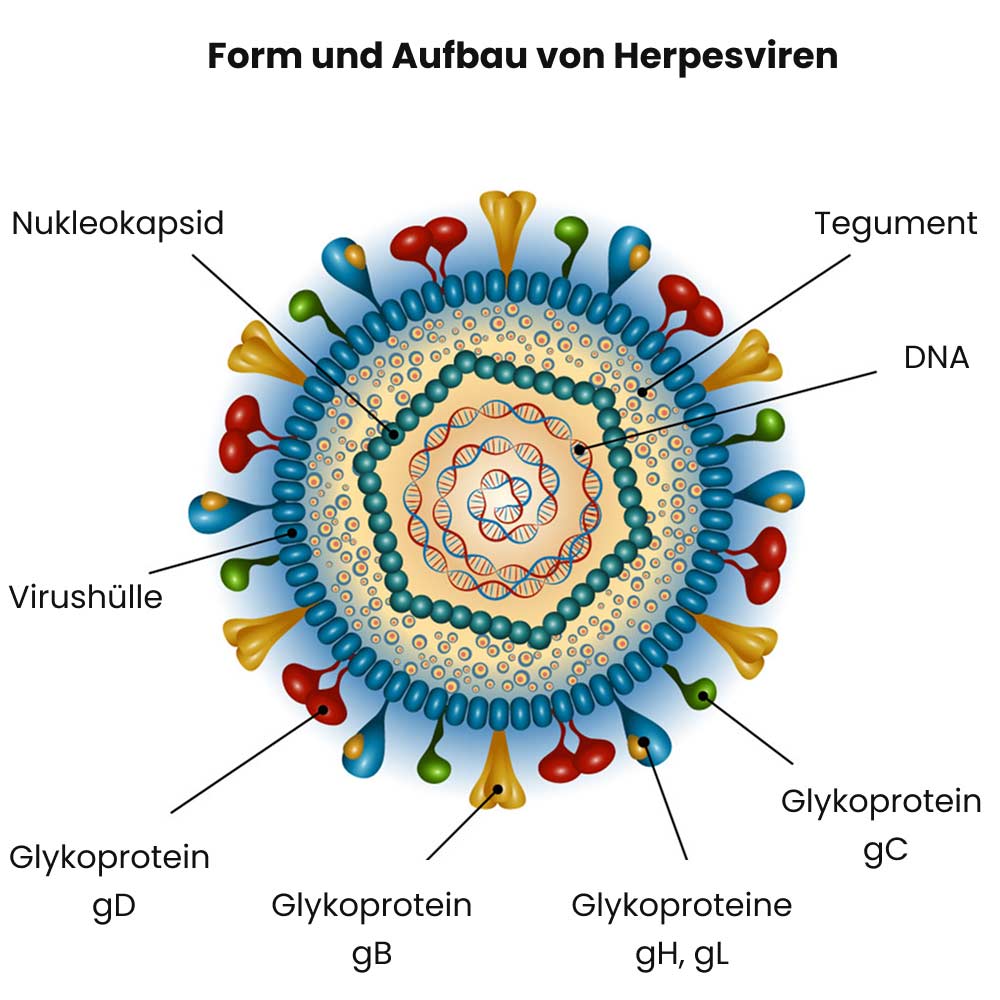 herpesvirus aufbau