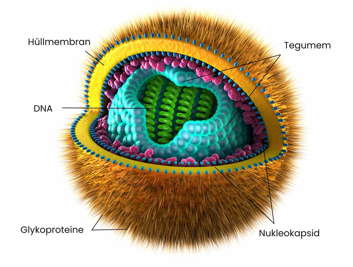herpes virus