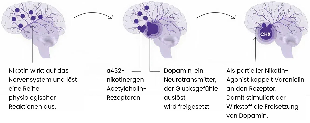 Wirkmechanismus von Vareniclin (Champix)