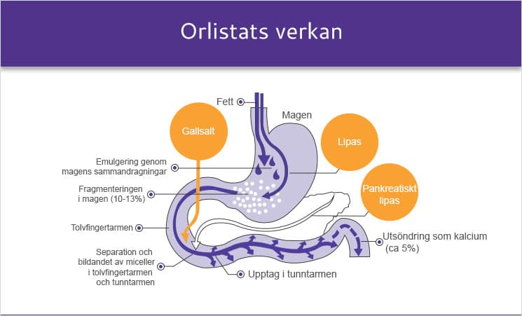 Orlistatets verkning