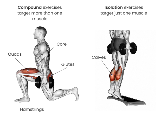 Compound and isolation exercises