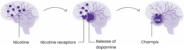 Effect of Champix on the brain