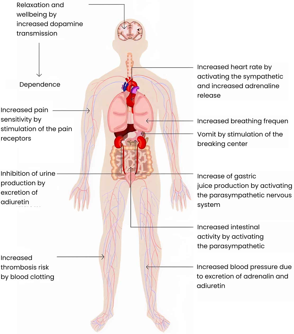 Effects of nicotine on the body