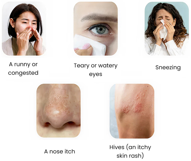 An infographic showing what symptoms Fexofenadine can treat.