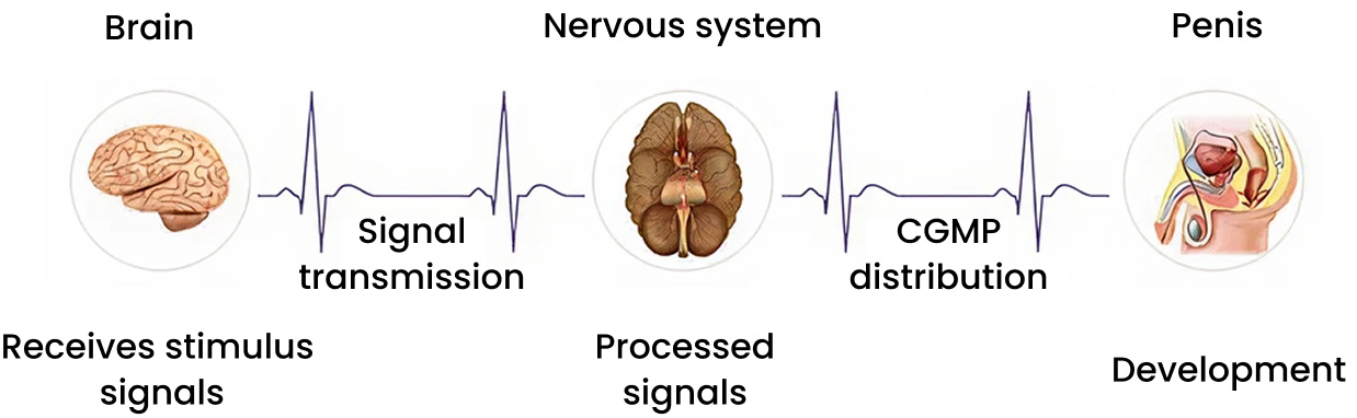 How an erection develops