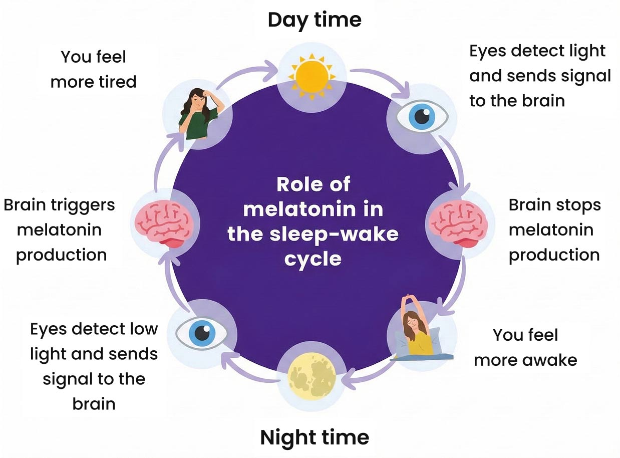 Diagram displaying how melatonin works in the sleep-wake cycle.