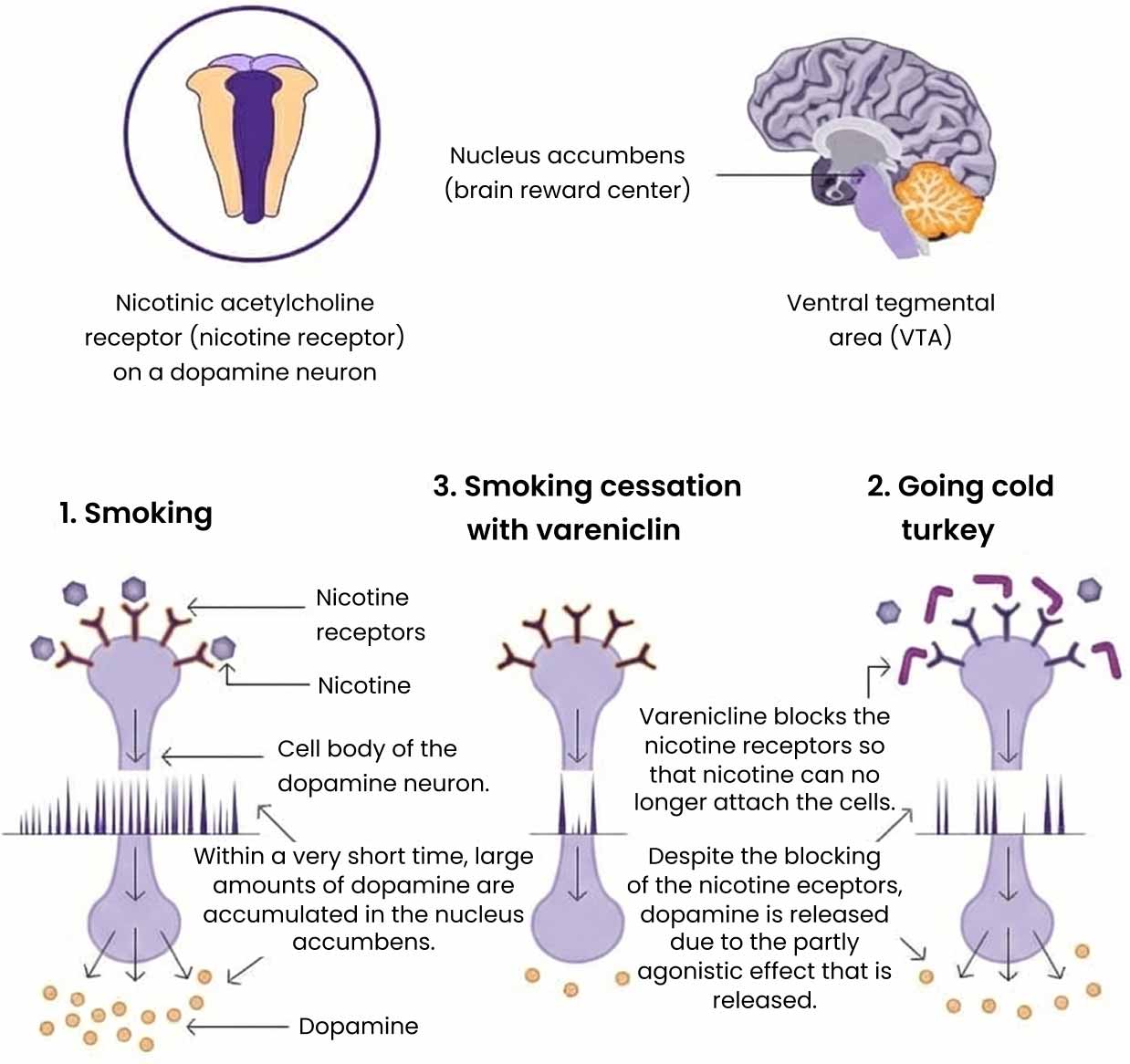 The effect of varenicline