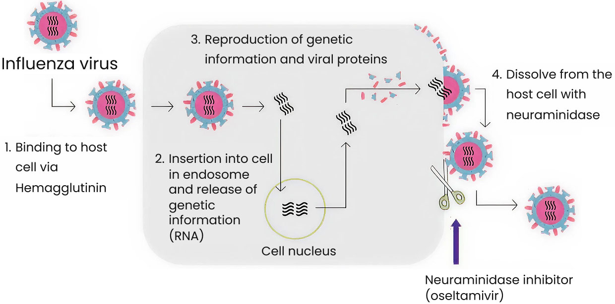 The replication cycle of the influenza virus