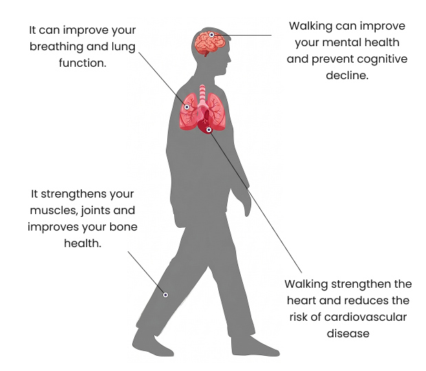 Health benefits of walking